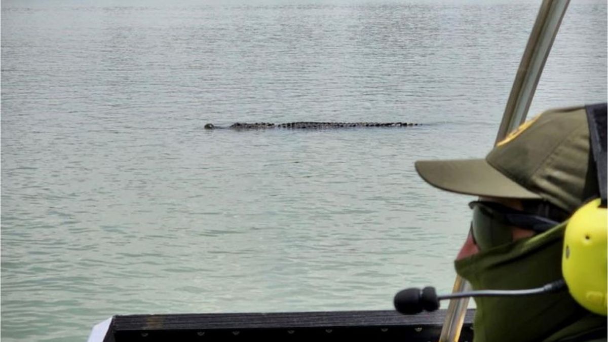 COCODRILOS EN EL RÍO BRAVO: un nuevo obstáculo para los migrantes que intentan cruzar hacia EE.UU.