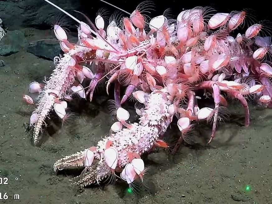 Comenzó una nueva expedición científica en el mar del Uruguay. Crédito: @gatalansky