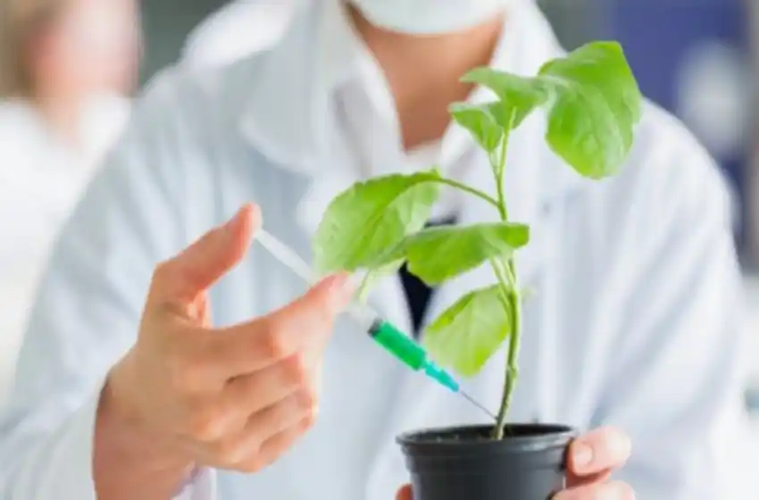 Vacuna argentina vegetal: «Tiene una eficacia muy alta», afirmó un investigador