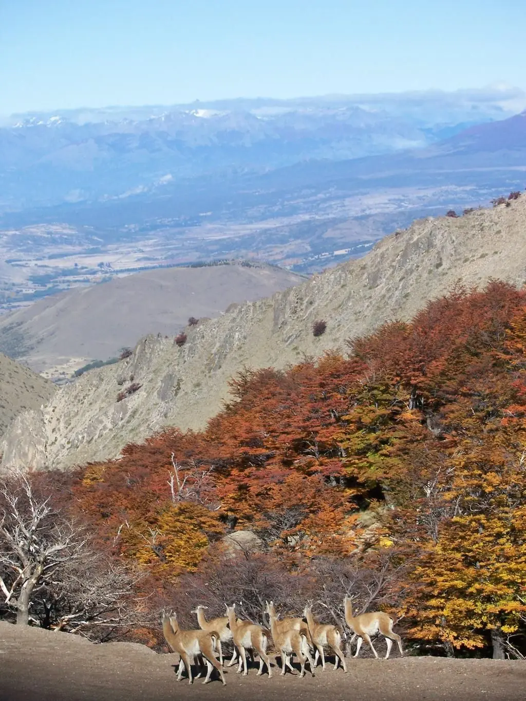 Los bosques  se visten  de otoño