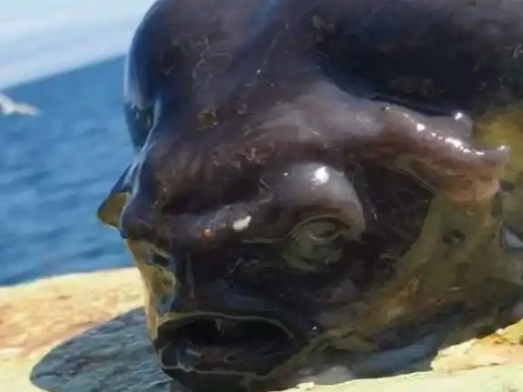 El pez lumpo liso, o Aptocyclus ventricosus, habita aguas profundas del Pacífico y mide hasta 44 centímetros