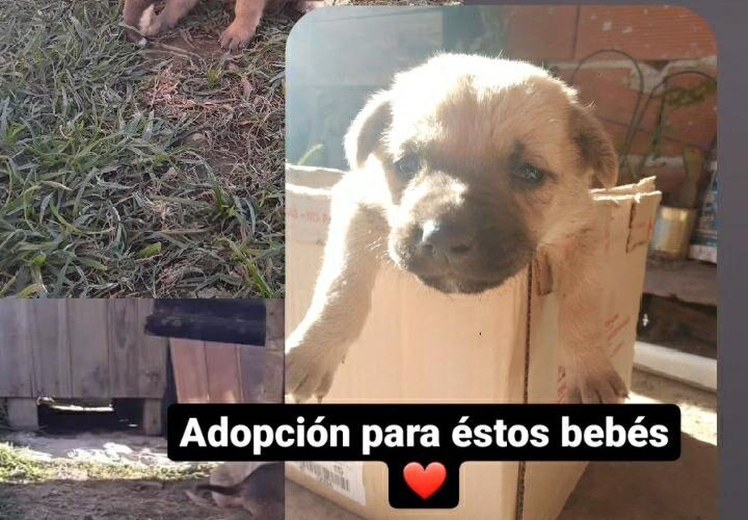 Cachorros en adopción