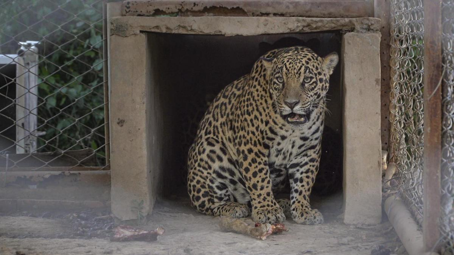 Liberaron a un yaguareté en los Esteros del Iberá