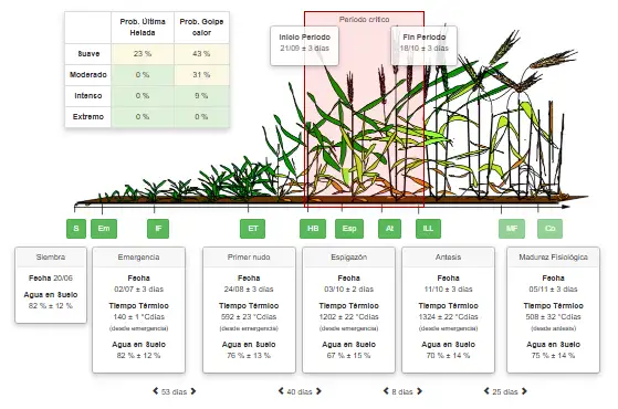 infografia cronogen trigo