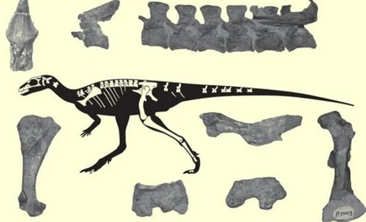 ¡SEGUIMOS SORPRENDIENDO AL MUNDO! Encuentran nuevo material fósil de dinosaurio venezolano