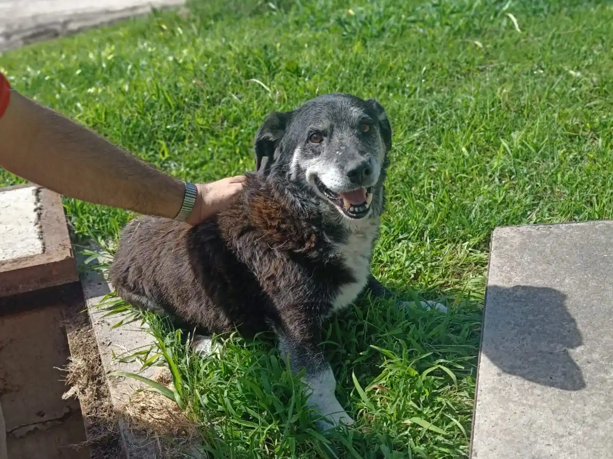 Bomberos Voluntarios de Crespo rescataron a un can atrapado en una alcantarilla