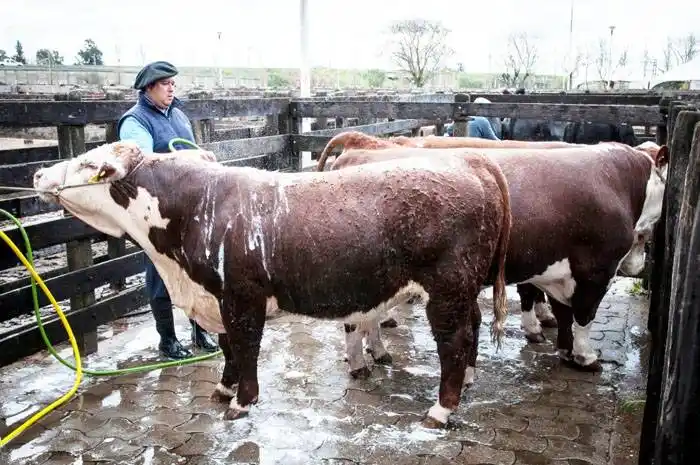 Octubre registró incrementos en todas las categorías vacunas