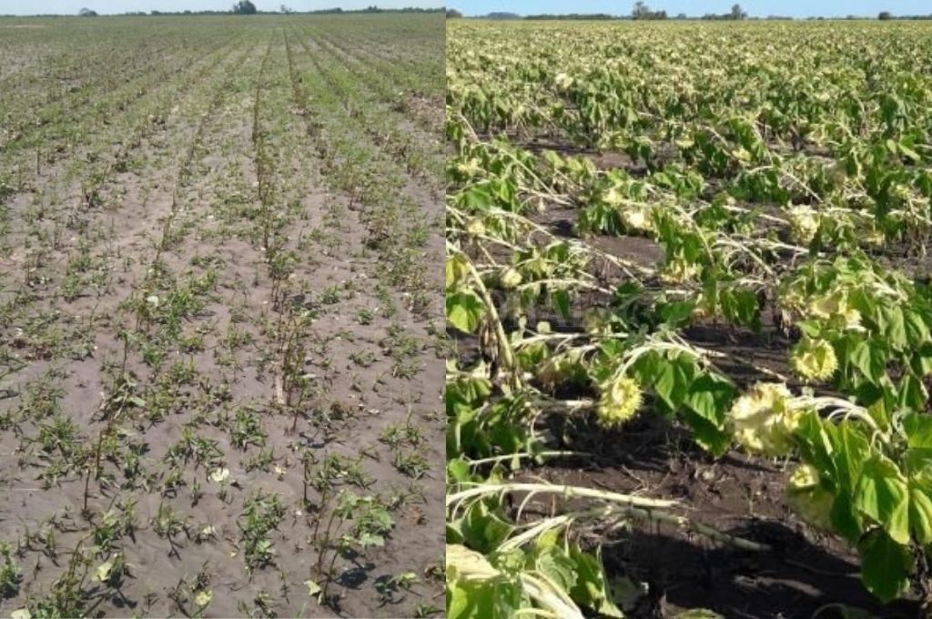 Las lluvias recargaron los suelos, pero el viento y el granizo causaron algunos daños