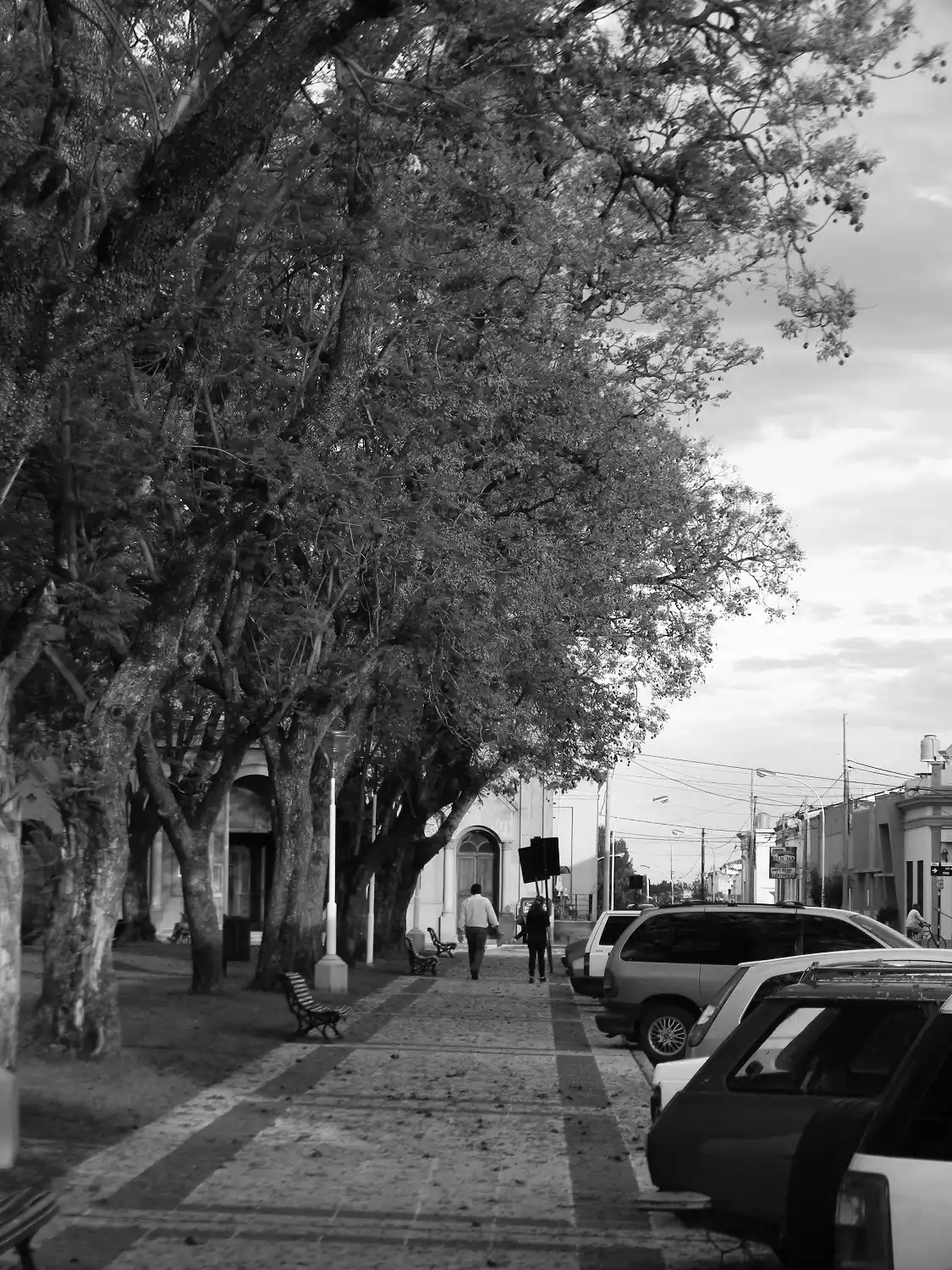 Analizan reemplazar los tradiciones jacarandaes de Plaza Libertad