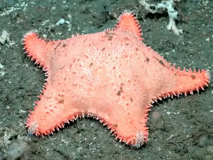 El streaming del Conicet volvió a encontrar una “estrella culona” en el Mar Argentino