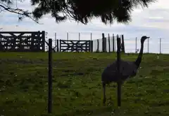 Tras dos semanas perdido, el ñandú regresó solo al campo donde vive
