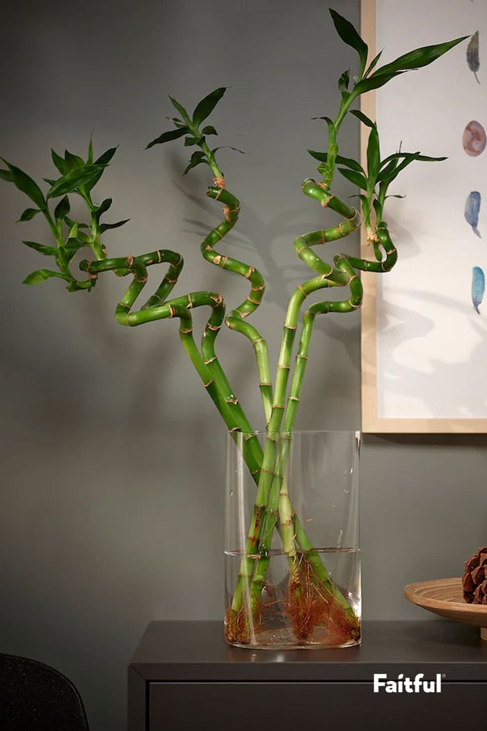 ambú de la suerte (Dracaena sanderiana)