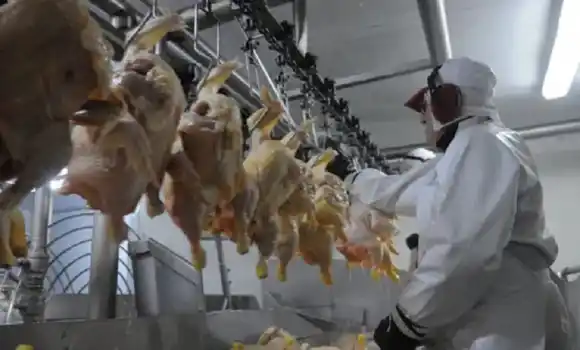 Preocupación en el sector avícola argentino por el aumento de importaciones desde Brasil