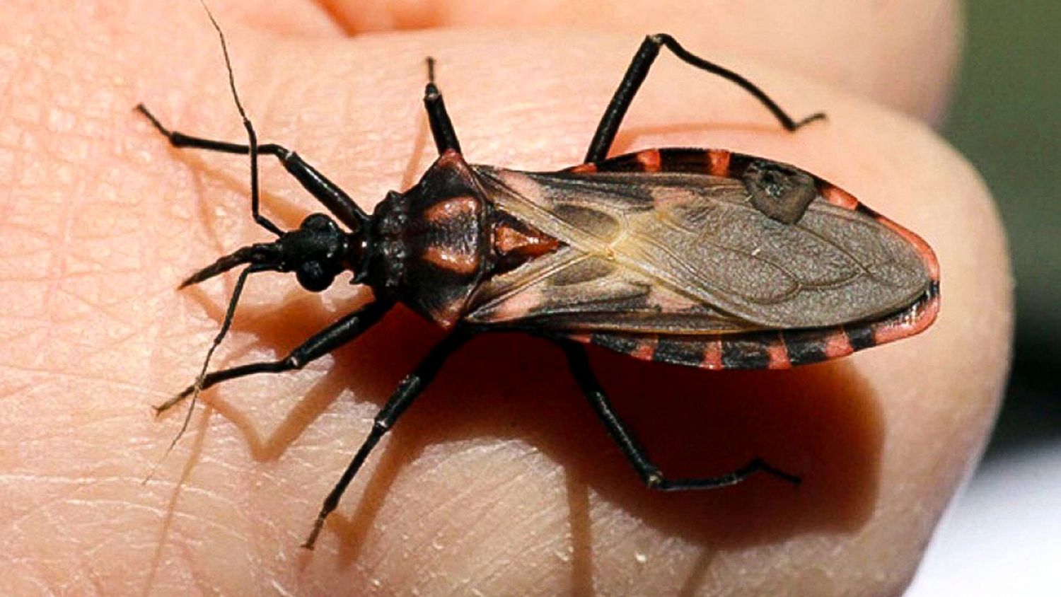 Un millón y medio de argentinos tiene Chagas