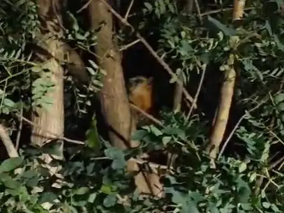 Rescataron a un oso melero en barrio San Cayetano