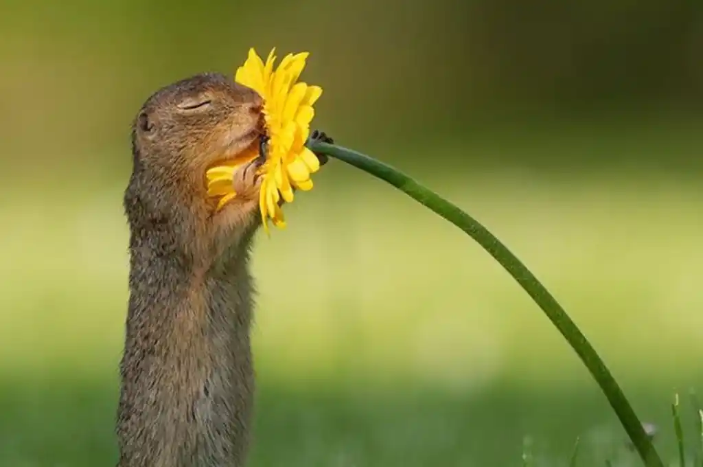Viral: la historia de la foto de “La ardilla y la flor”