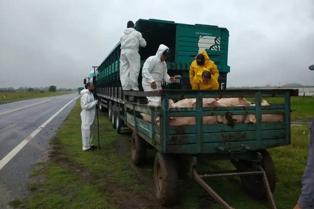 Santa Fe exporta genética porcina, como puede