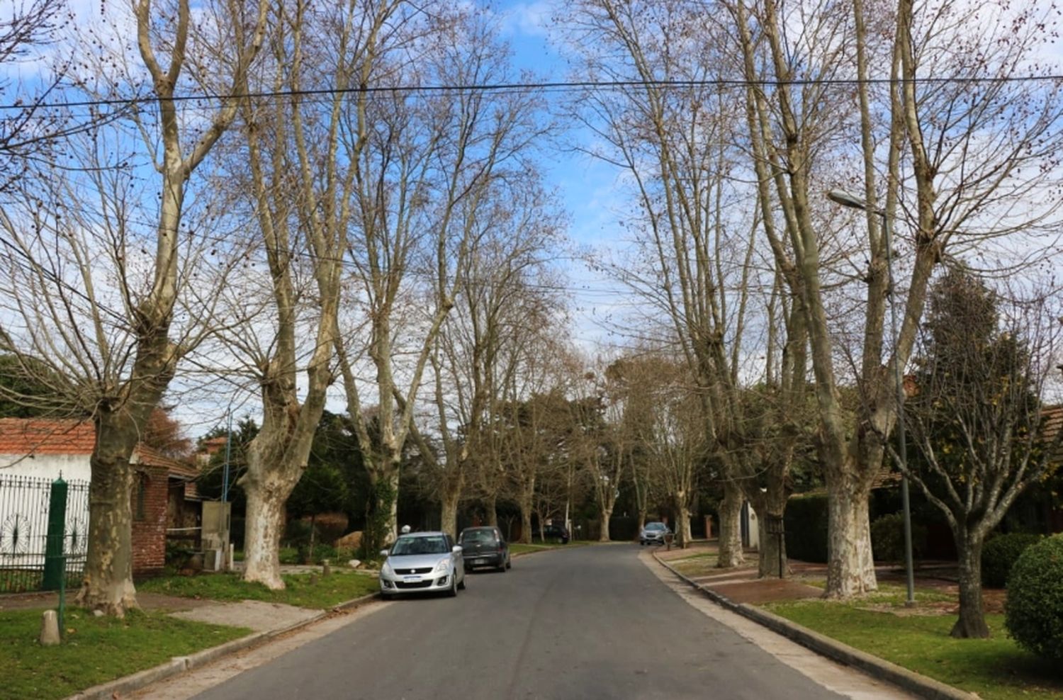 El valor del arbolado urbano en Mar del Plata y cómo aportar "un granito de arena"