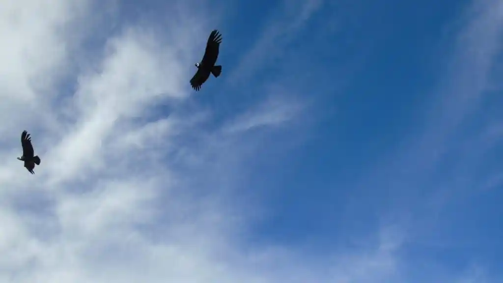 Dos hembras de cóndor ya vuelan nuevamente por los cielos cordobeses