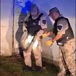 El episodio ocurrió en una vivienda de la provincia de Córdoba, donde una familia se llevó una sorpresa al detectar la presencia de una serpiente de gran tamaño en el interior del domicilio.