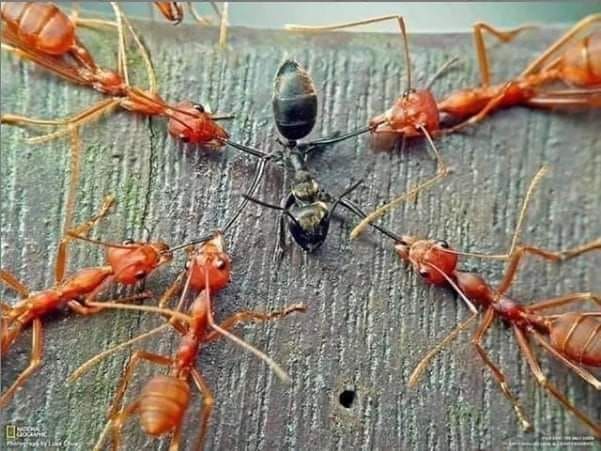 Los libertos de las décadas 60/70