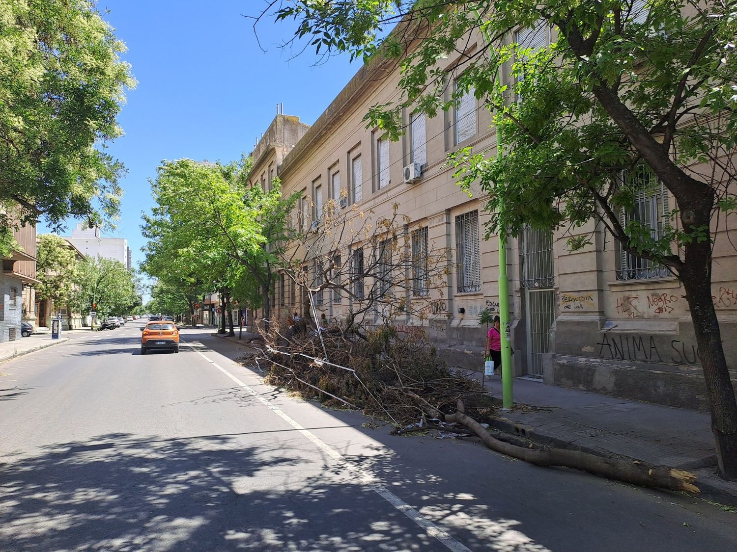 Pasó un mes del trágico temporal en Bahía Blanca pero todavía siguen juntando ramas de árboles caídos