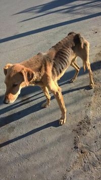 El Movimiento Activista Animal pidió información sobre trece denuncias por maltrato