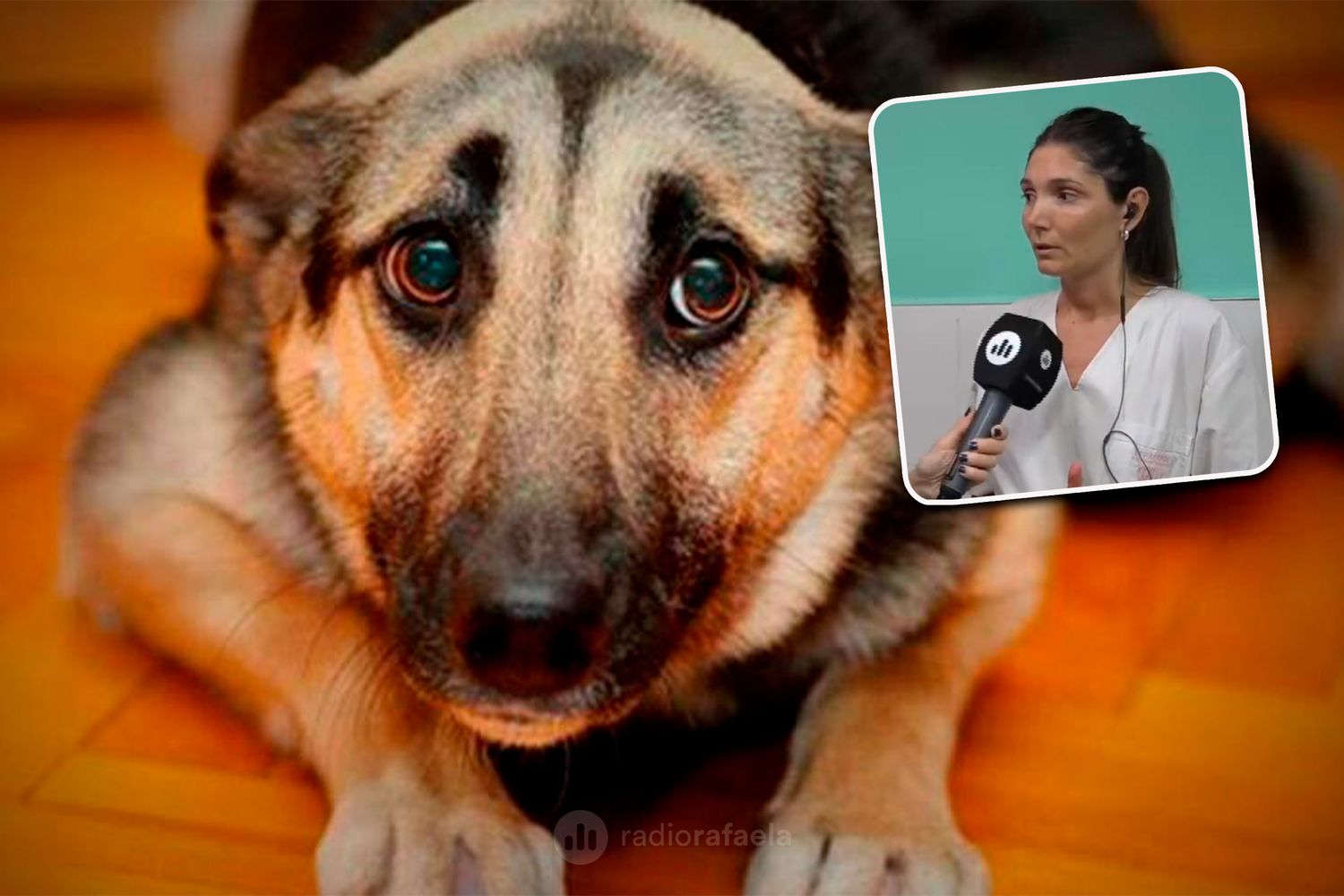 Lucia Vignola - Veterinaria Lehmann | Cuidados a tener en cuenta con las mascotas por las fiestas