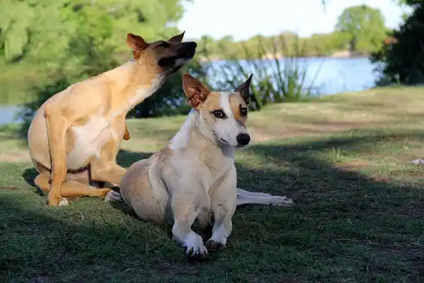 No todo posteo en Facebook es injuriante: El caso de la proteccionista de Gualeguaychú que fue insultada por alimentar a perros callejeros