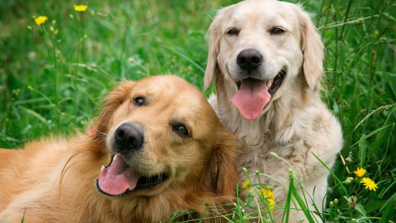 ¿Pueden los perros tener buen o mal humor?