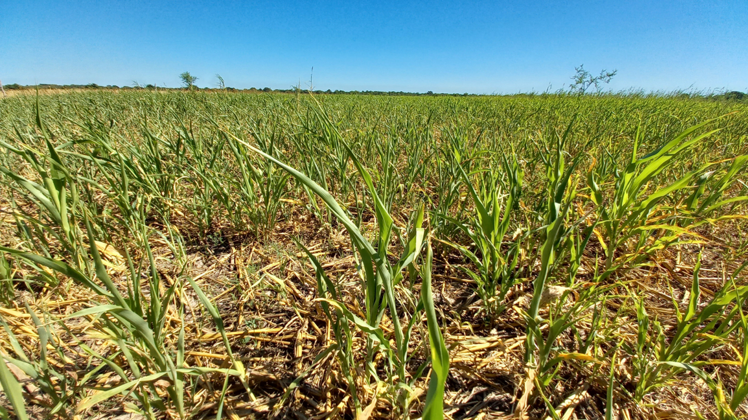 La Provincia insta a avanzar en la nueva ley de Emergencia Agropecuaria para dar respuestas al sector