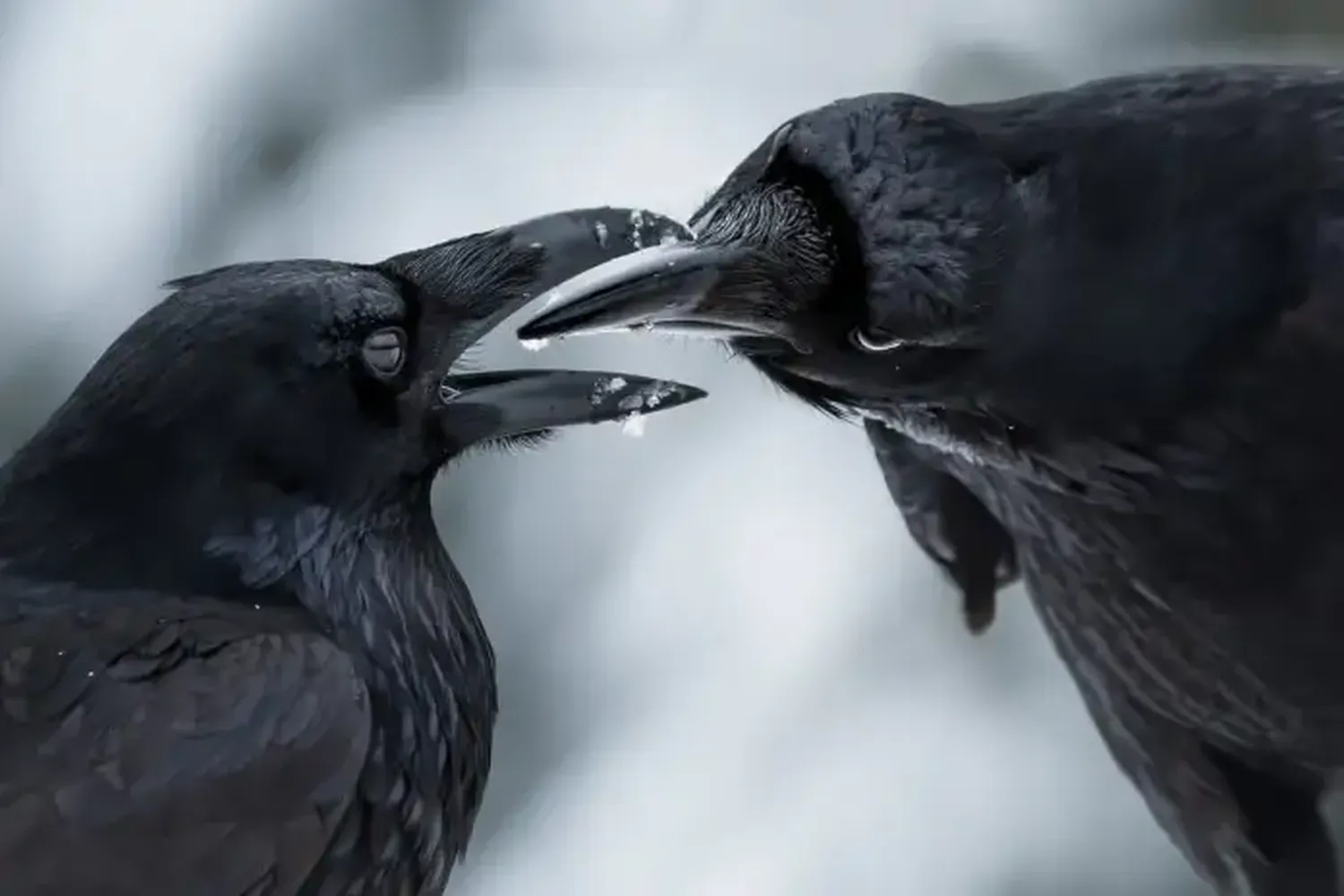 Mirá las mejores fotografías del mundo silvestre, ganadoras de premios