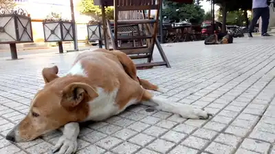 Inquietud en Cafferata por la aparición de perros muertos