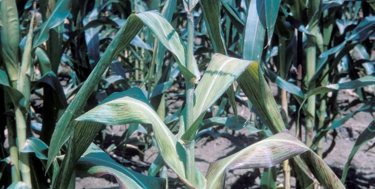 La señal indica que el ciclo del cultivo se cortó aproximadamente un mes antes de completar la carga de granos, por lo que se anticipan pérdidas cuantiosas.