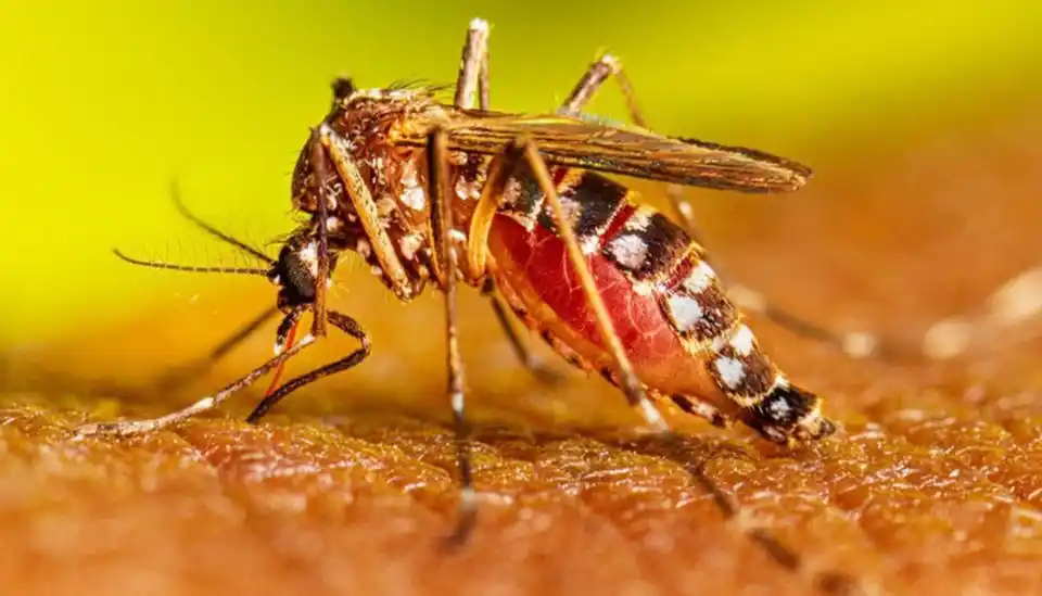 Récord de casos de dengue y alerta epidemiológica