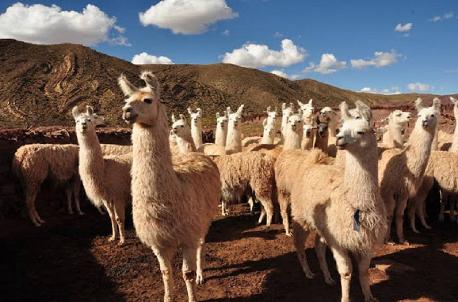 Anticuerpos de llamas y huevos: la fórmula de científicos argentinos para neutralizar el coronavirus