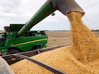 Avanza la cosecha de maíz en el centro y norte del área agrícola