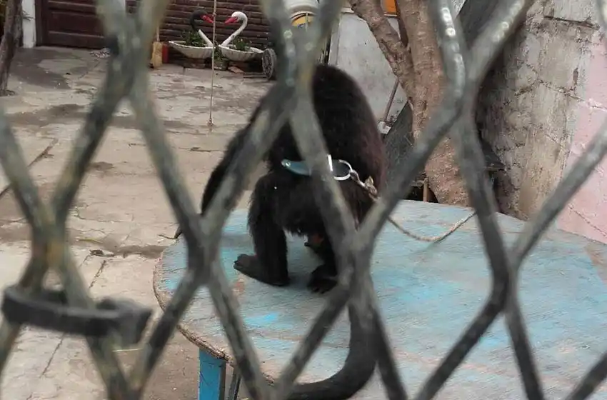 Proteccionistas repudiaron la decisión de la Justicia por el caso de un mono encadenado