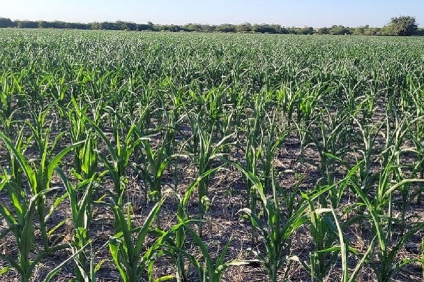 Las precipitaciones mejoraron la situación de sequía en gran parte de Entre Ríos