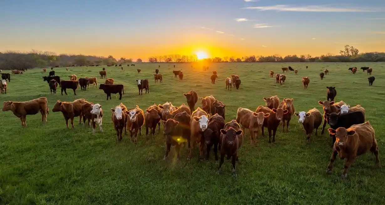A diferencia de años anteriores, la buena disponibilidad de pasto incentivó las recrías a campo, generando una mayor demanda por parte de los invernadores, quienes impulsaron una suba de valores en pleno pico de zafra.