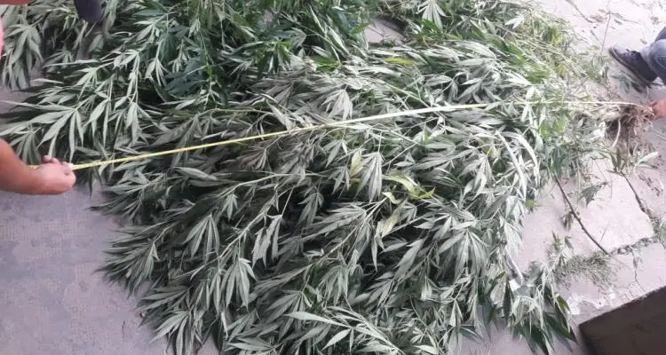 Allanaron una vivienda y detuvieron a un hombre que baleó a otro y tenía plantas de marihuana