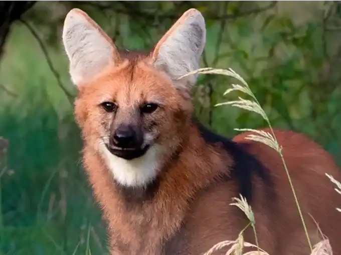Chamarrita, el ejemplar de aguará guazú que se encontraba en la Reserva El Potrero. Foto: Rafael Abuin