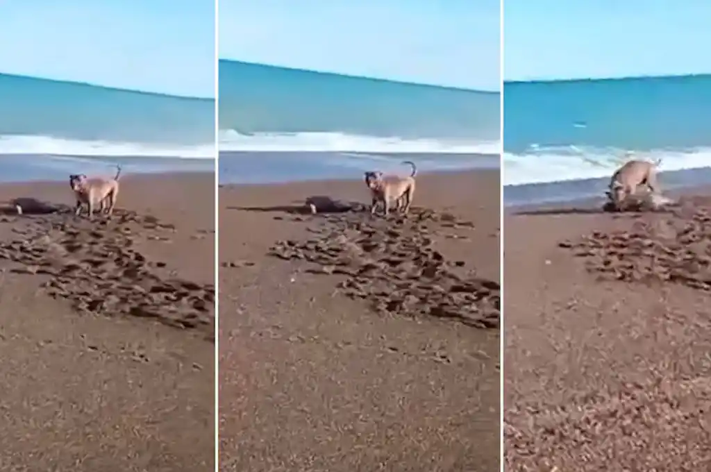 El ataque ocurrido en Playa Unión motivó el inicio de una investigación por parte de la fiscalía especializada en ambiente