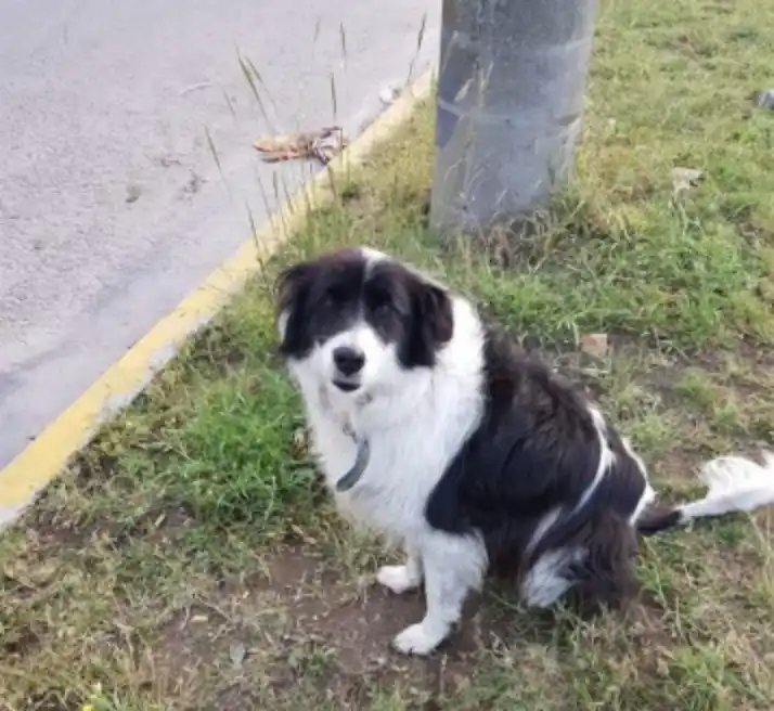 Mascotas perdidas: buscan a Olivia para poder completarle su tratamiento