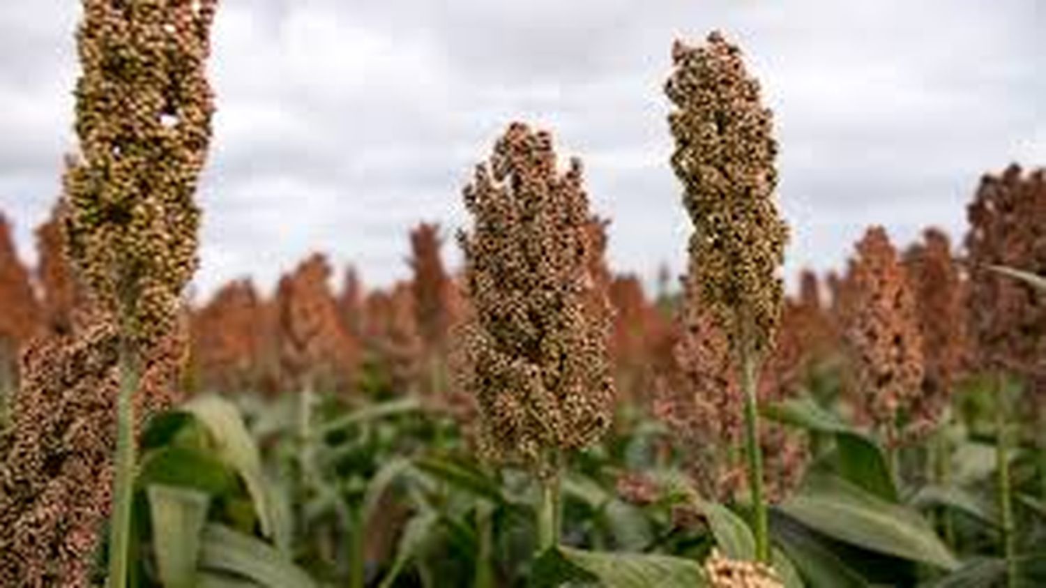 Alerta por la presencia de pulgón amarillo en sorgo