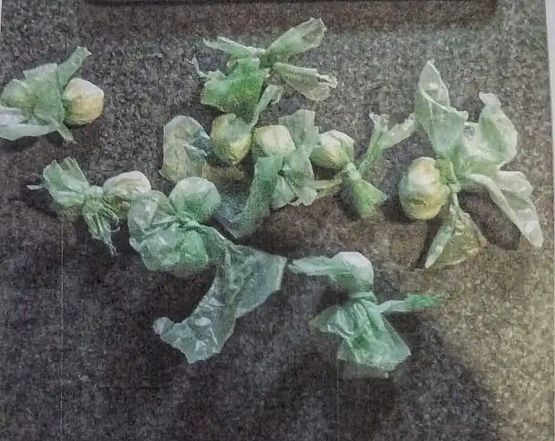 Detienen a una pareja por tenencia y comercialización de marihuana y cocaína en Bahía Blanca