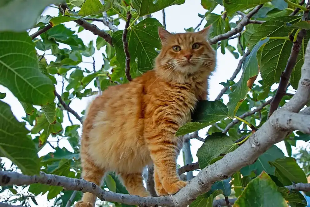 Syros - 2