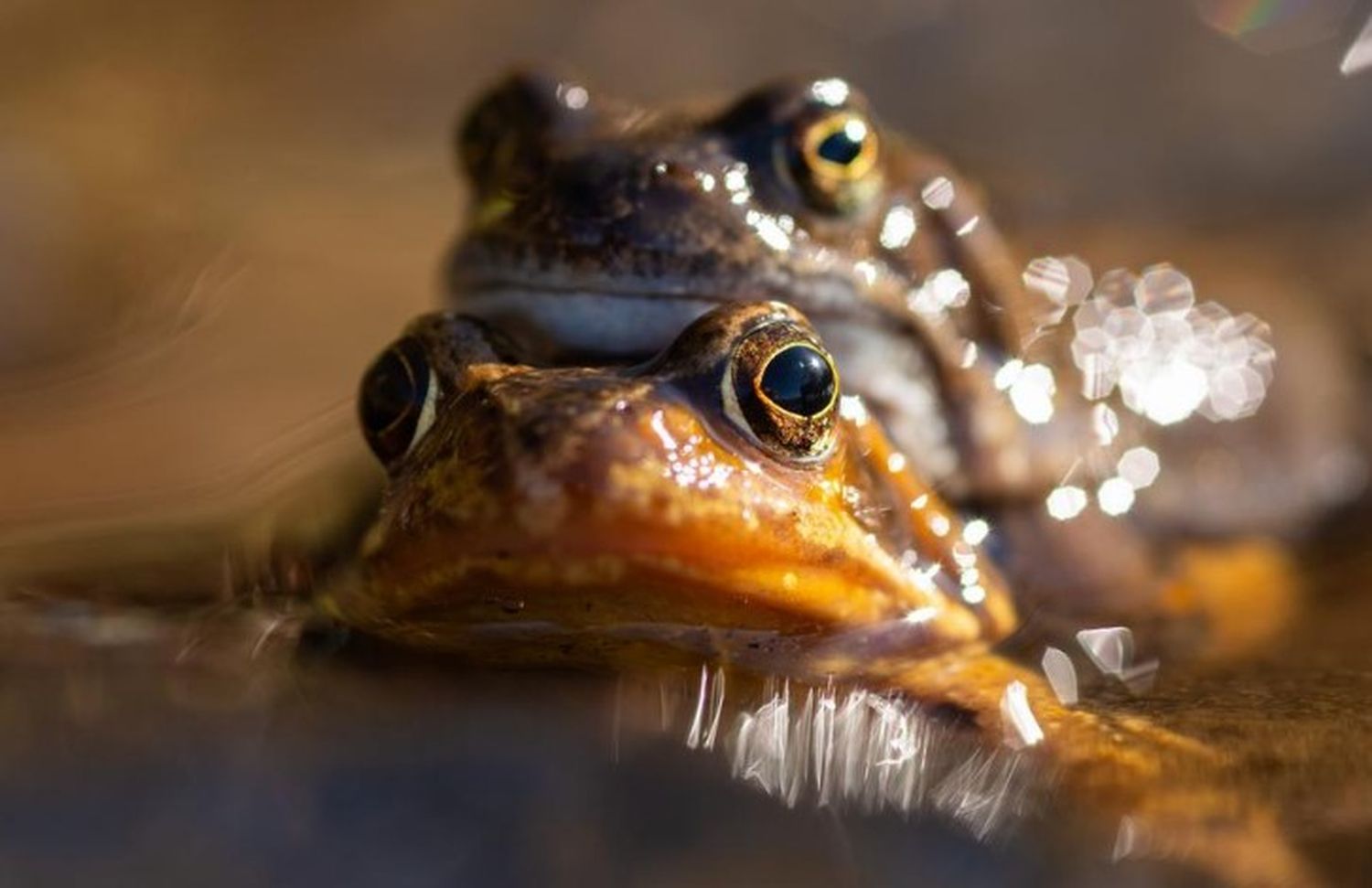 Se trata de la rana "común" (Rana temporaria Linnaeus).