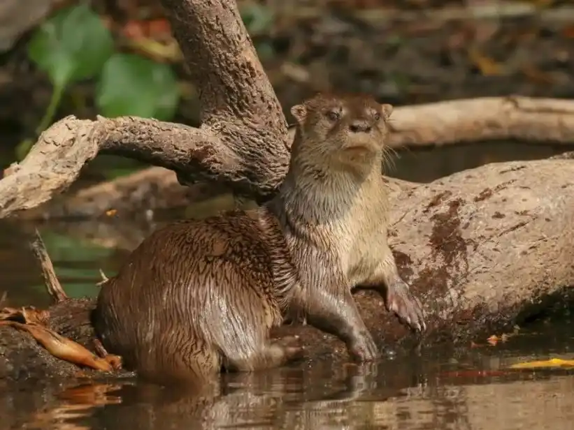 El gobierno dio luz verde a la caza de nutria para la temporada 2025