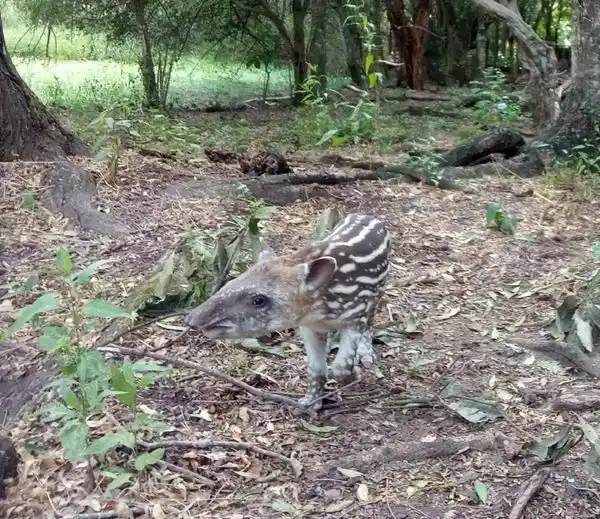 Se extiende la votación para elegir el nombre  del bebé tapir